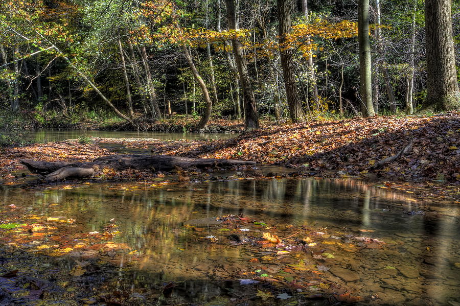 Fall Scene in the Woods Photograph by David Dufresne