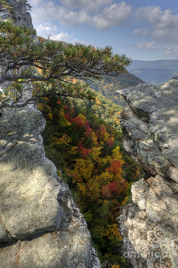 Fall scene on North Fork Mountain Photograph by Dan Friend