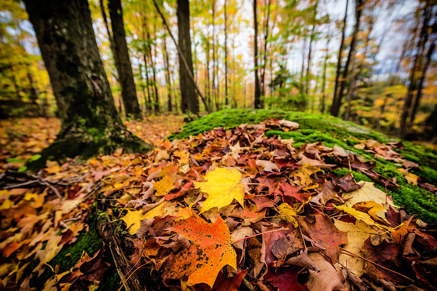 Fall Scenes At North Hatley In Quebec Photograph by John Wang