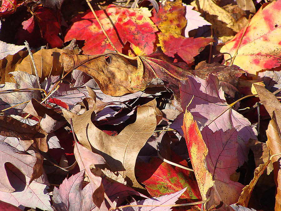 Fall Setting Photograph by Ira Shander - Fine Art America