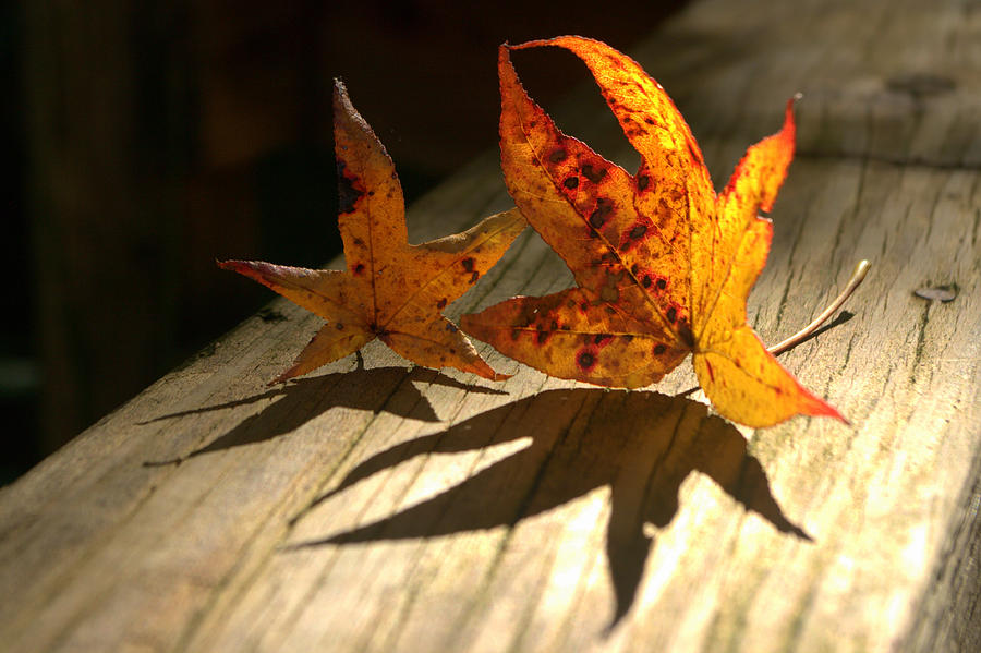 Fall Photograph - Fall Shadow Landscape by Jen T