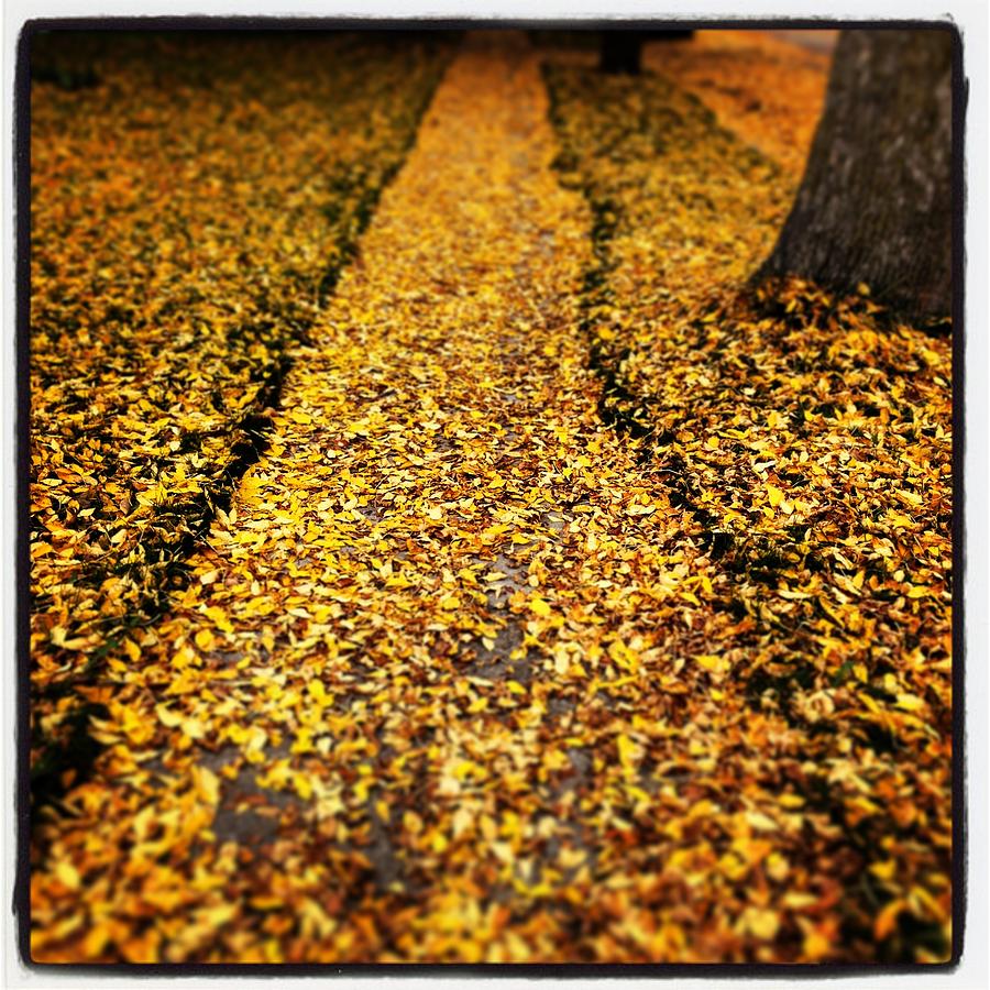 Fall Photograph - Fall Sidewalk by Jeff Klingler