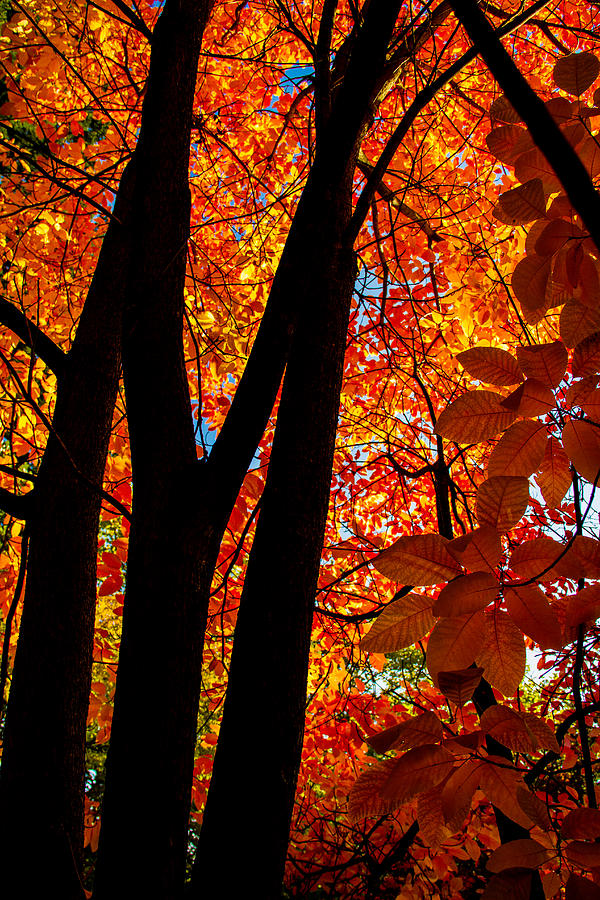 Fall silhouette Photograph by Kunal Mehra