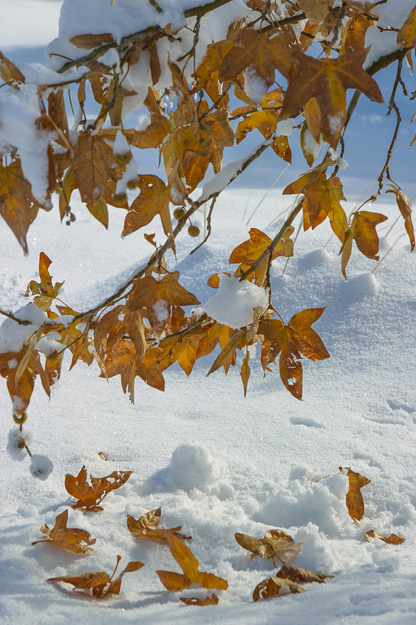 Fall snow on maple Photograph by Scott Campbell