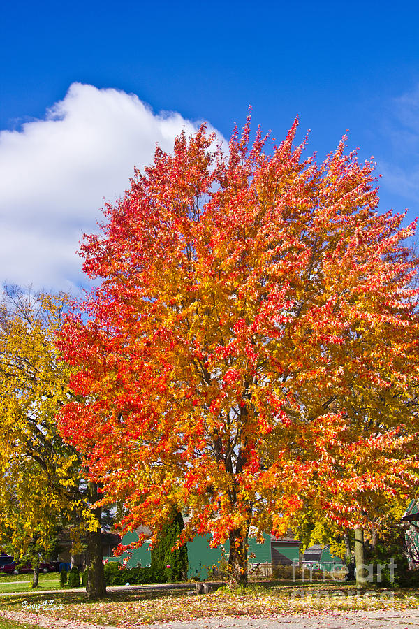 Fall Spectacular in Orange Photograph by Bill Woodstock - Fine Art America