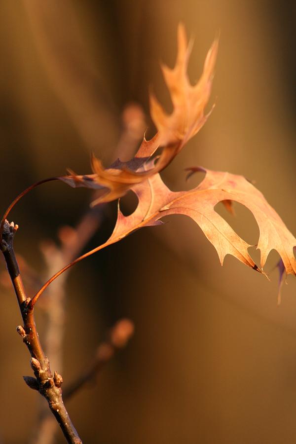 Nature Photograph - Fall Spirit by Valia Bradshaw