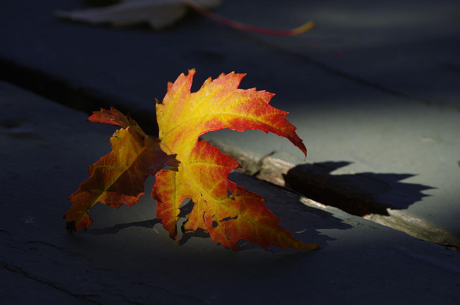 Fall Spotlight Photograph by Adria Trail