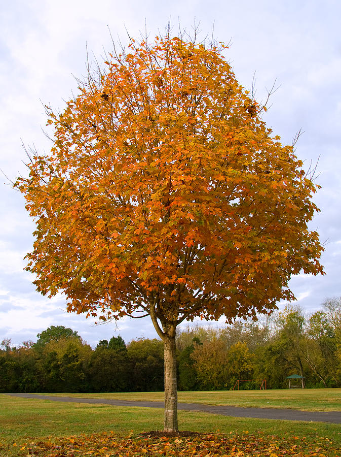Fall Sugar Maple Photograph by Melinda Fawver