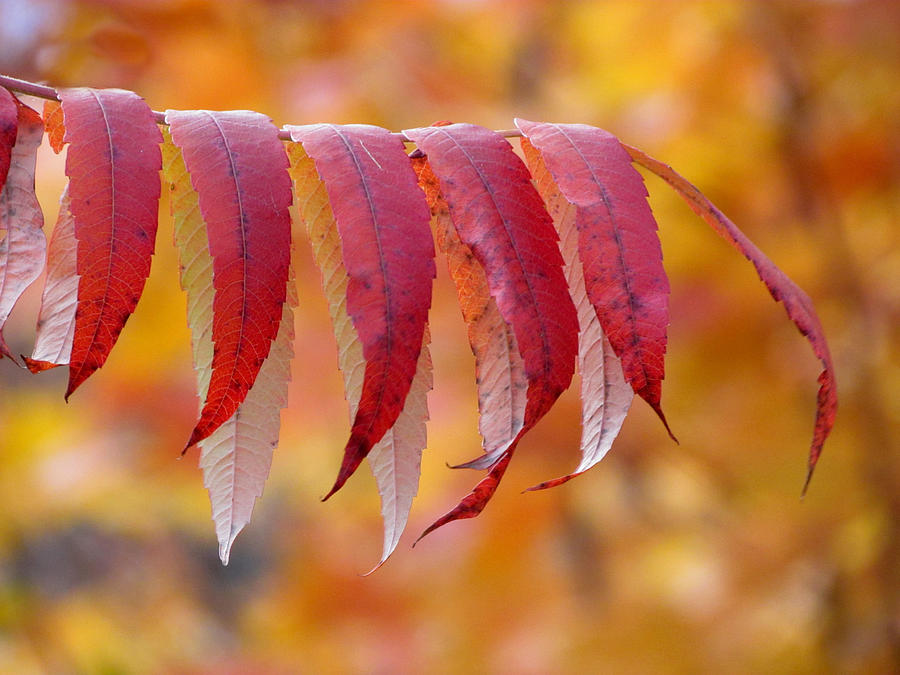 Fall Sumac Colors Photograph by David T Wilkinson