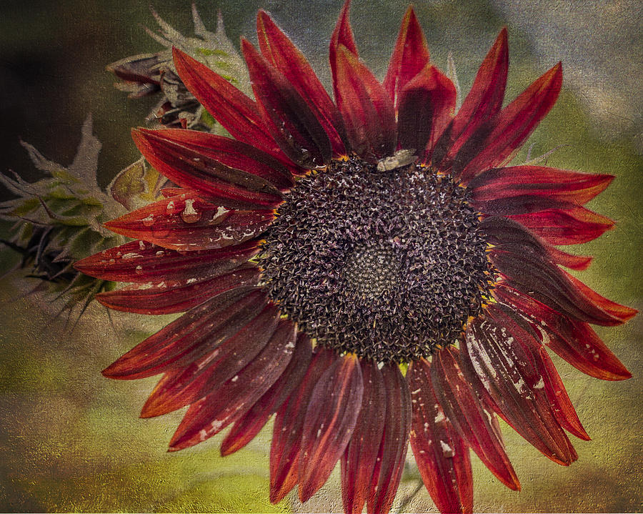 Fall Sunflower  Photograph by Mary Underwood
