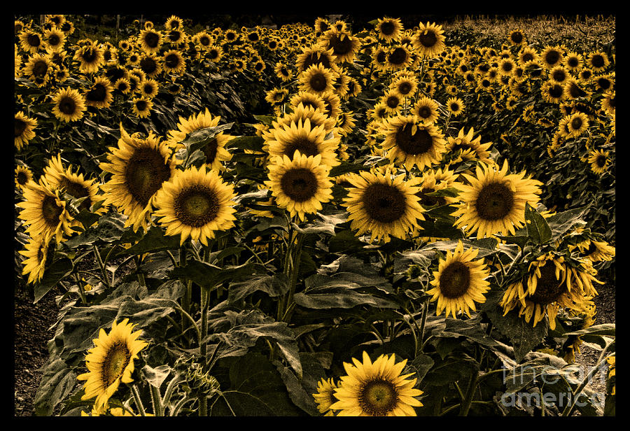 Sunflower Photograph - Fall Sunflower patch by Darleen Stry