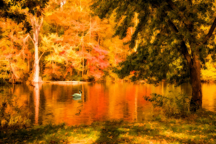 Fall Swan Photograph by Mary Timman