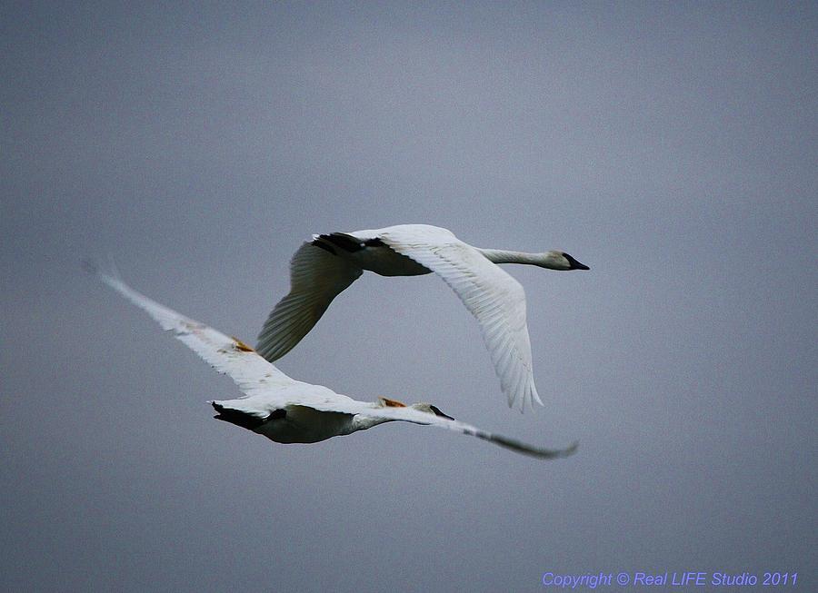 Bird Photograph - Fall Swans by Al Fritz