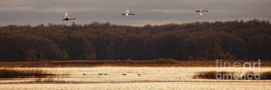Fall Swans Photograph by Jan Killian