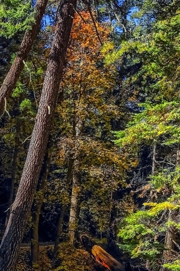 Tree Photograph - Fall Time Again by Elaine Malott