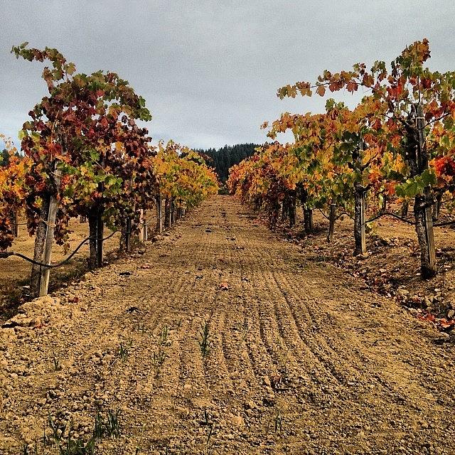 Wine Photograph - #fall Time At #korbel #vineyards #vino by Crystal Peterson