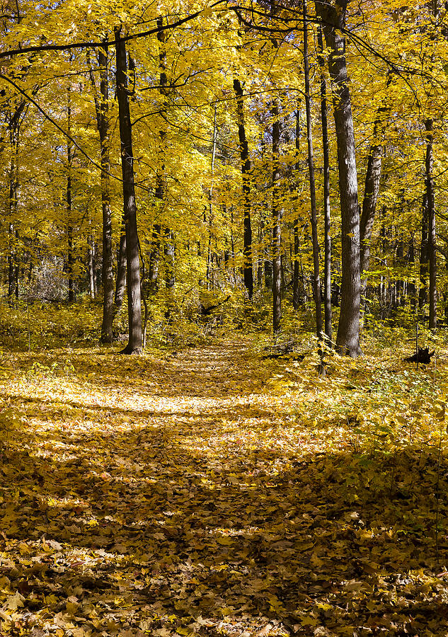 Fall Trail - Arboretum - Madison - Wisconsin Photograph by Steven Ralser