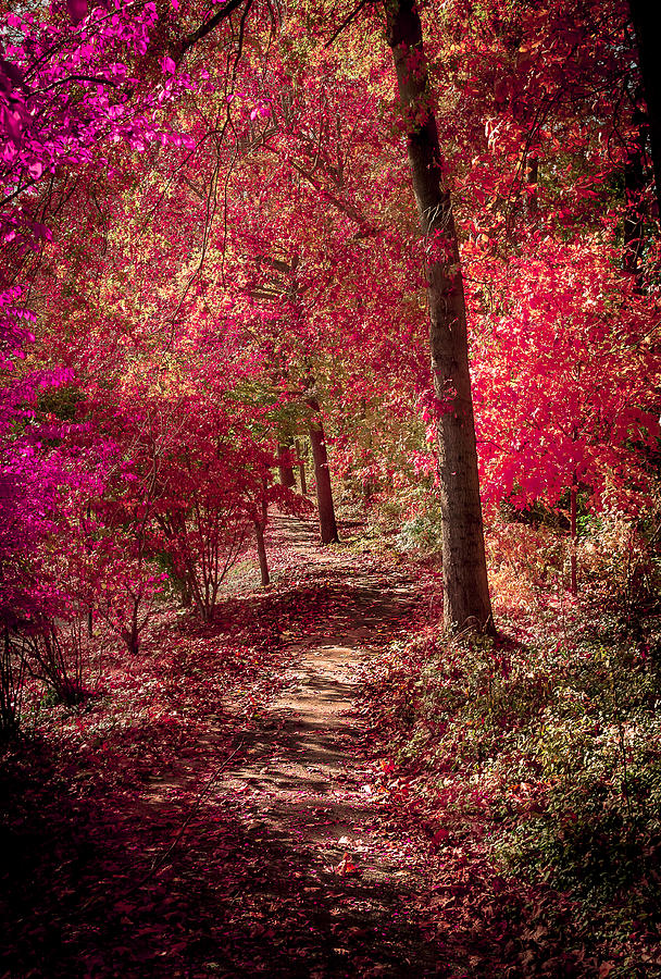 Fall Photograph - Fall Trail by Theodore Lewis