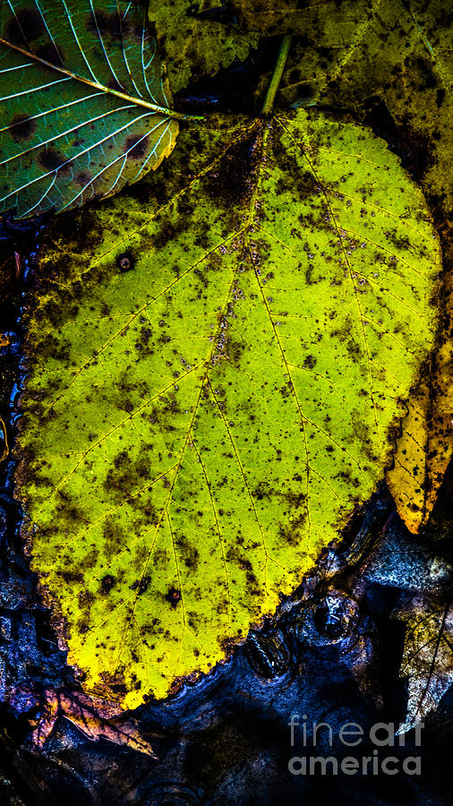 Fall Treasure At a Stream Photograph by Michael Arend