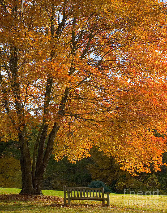 Fall Tree and Bench Photograph by Jack Nevitt
