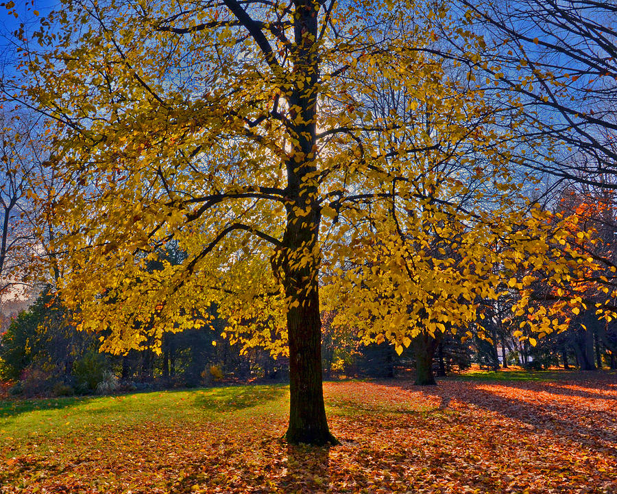 Fall tree Photograph by Dragan Kudjerski
