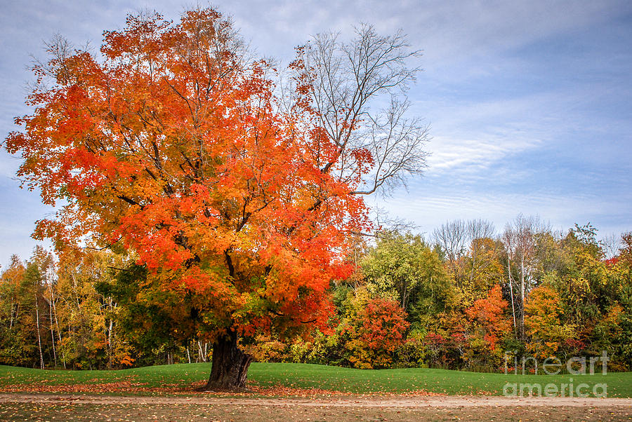Fall Tree Photograph by Grace Grogan