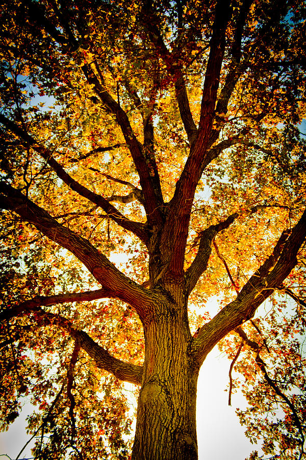 Fall Tree Photograph by Jonny D