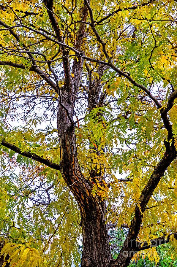 Fall Tree Photograph by Baywest Imaging