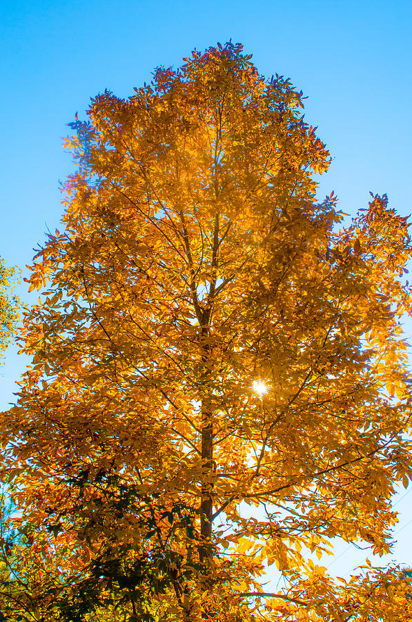 Fall Tree Photograph by Parker Cunningham