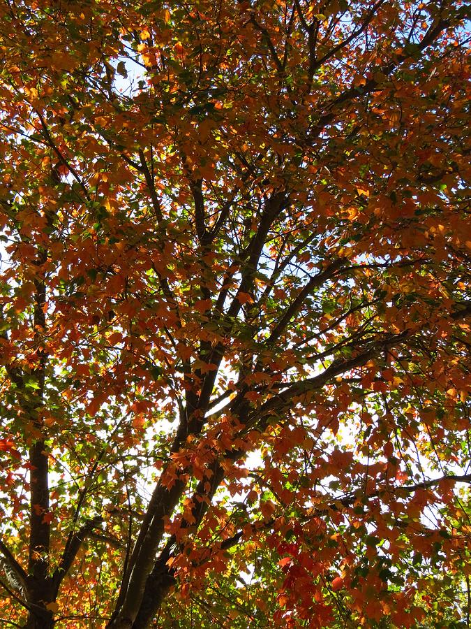 Fall tree Photograph by Teresa Cox | Fine Art America