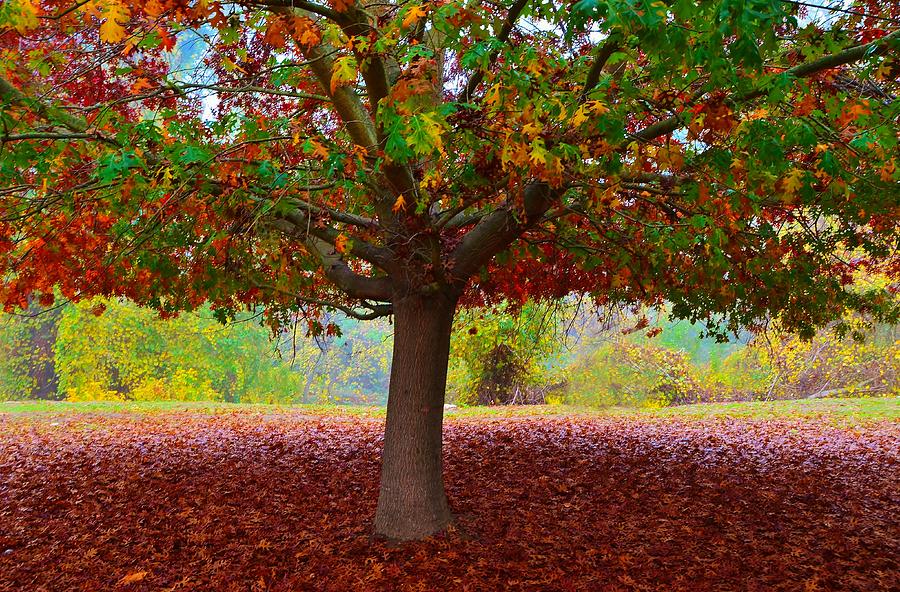 Fall Tree View Photograph by Marilyn MacCrakin
