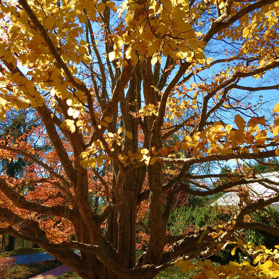 Fall tree Photograph by Vijay Sharon Govender