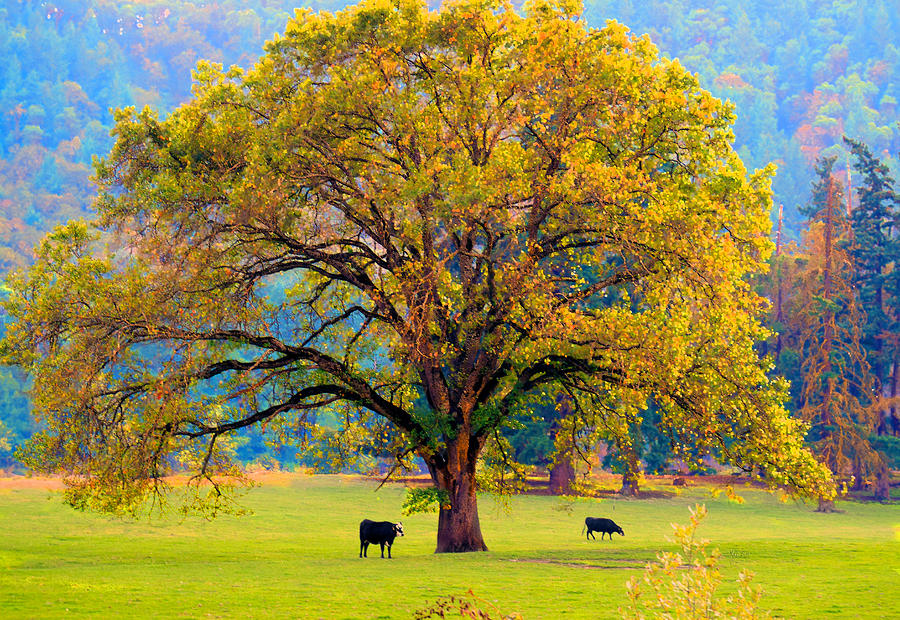 Fall Tree with Two Cows Photograph by Michele Avanti
