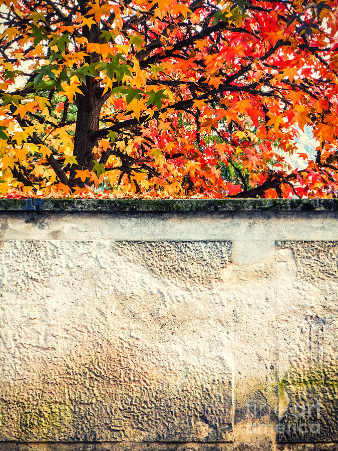 Fall tree with wall Photograph by Silvia Ganora