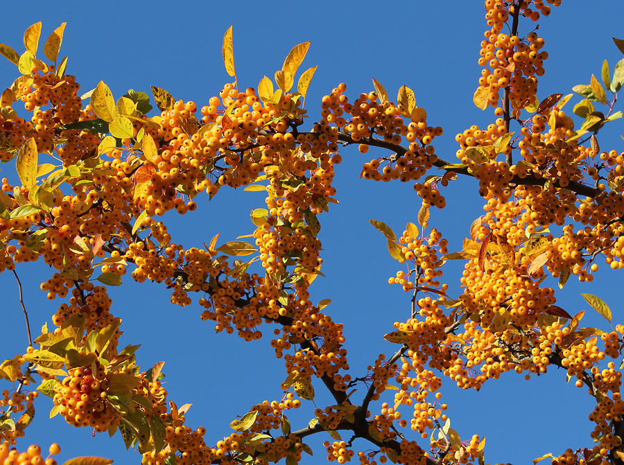 Tree Photograph - Fall Tree with Yellow Berries by Mary Bedy