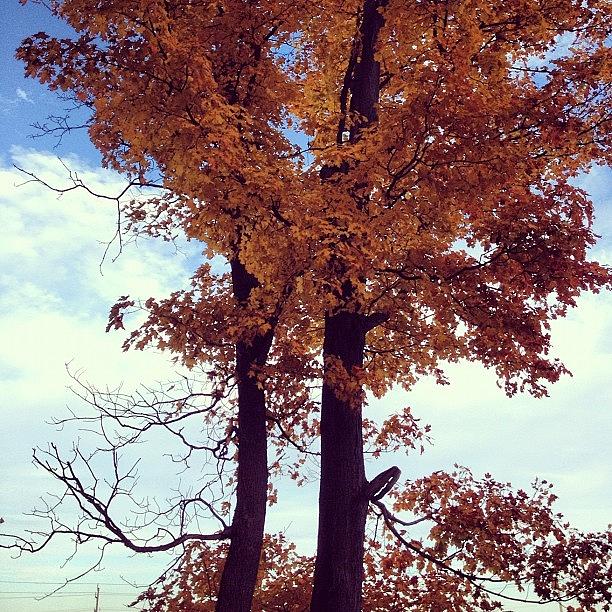 Nature Photograph - #fall #treeporn #walkpics #durhamforest by Krista Duke