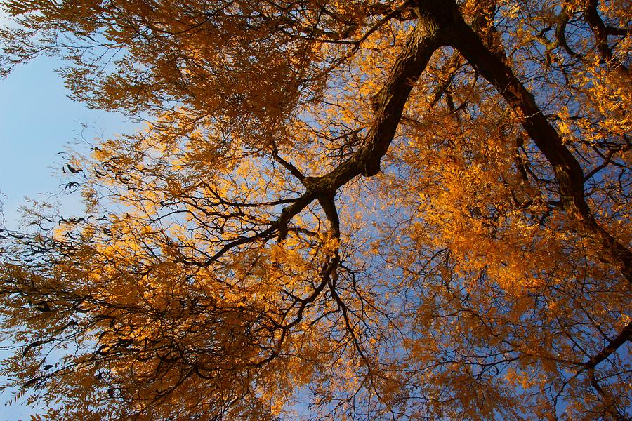 Fall Trees 2 Photograph by Dimitry Papkov