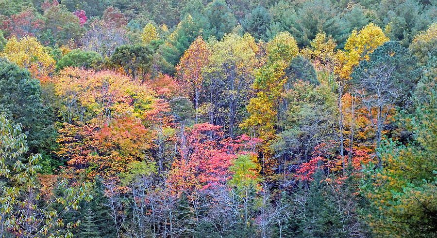 Fall Trees Across the Valley Photograph by Duane McCullough