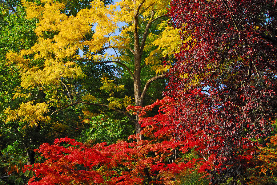 Fall Trees at Bouchart Photograph by Lynn Bauer