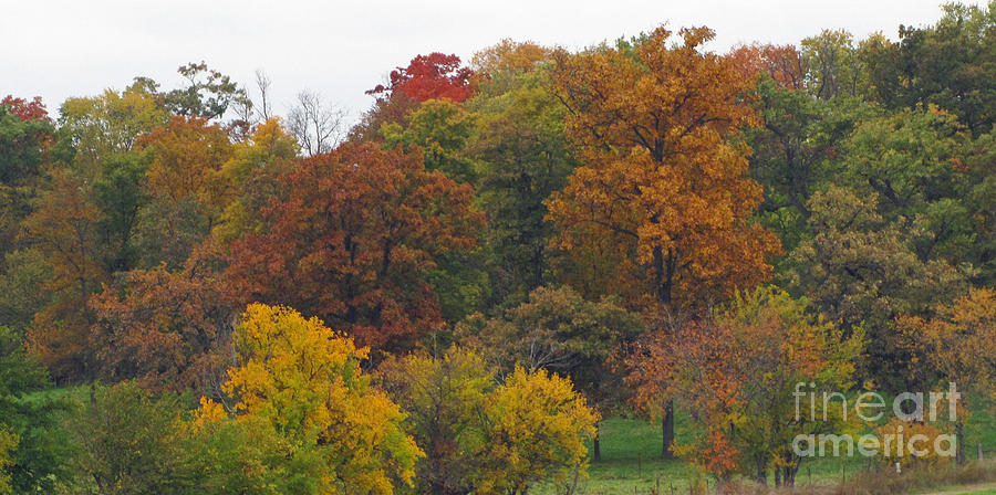 Tree Photograph - Fall Trees Colorful and Pretty by Minding My  Visions by Adri and Ray