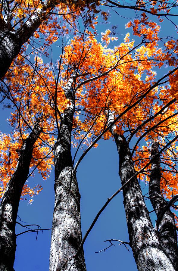 Fall Trees Photograph by David Matthews