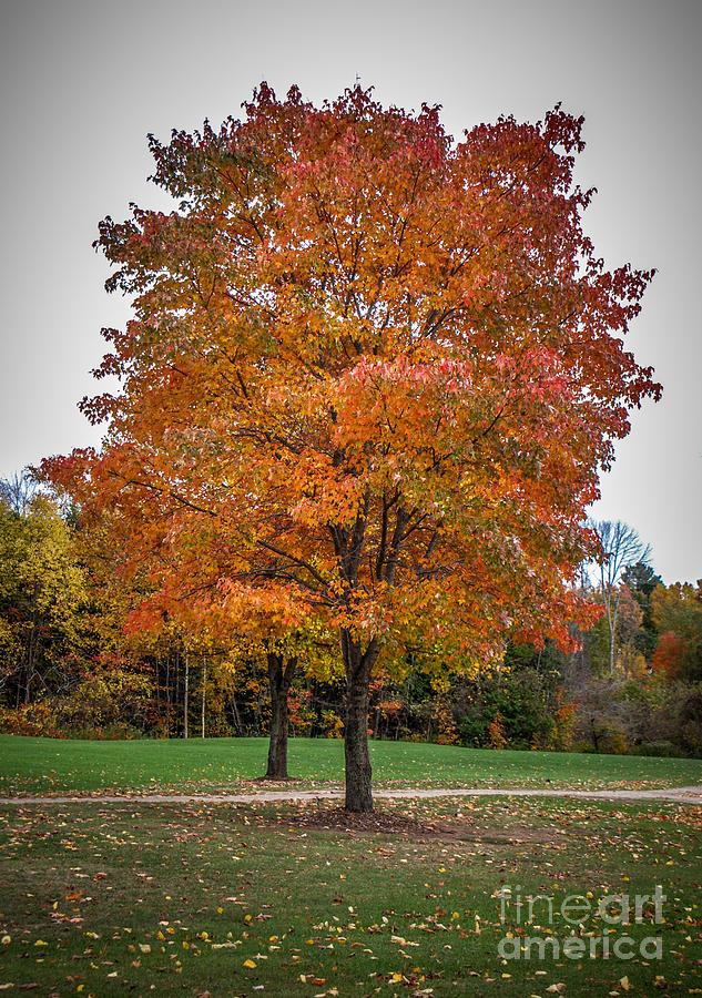 Fall Trees Photograph by Grace Grogan