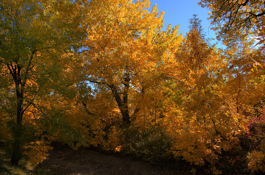 Fall Trees Photograph by Paul Beckelheimer