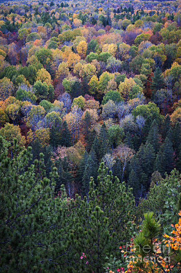 Fall treetops at Lookout Photograph by Elena Elisseeva