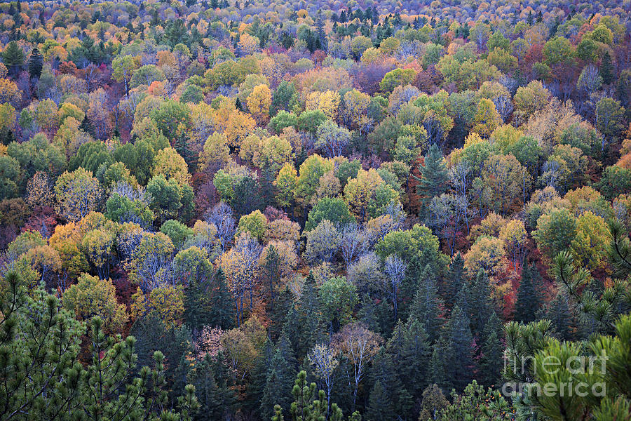 Fall treetops Photograph by Elena Elisseeva