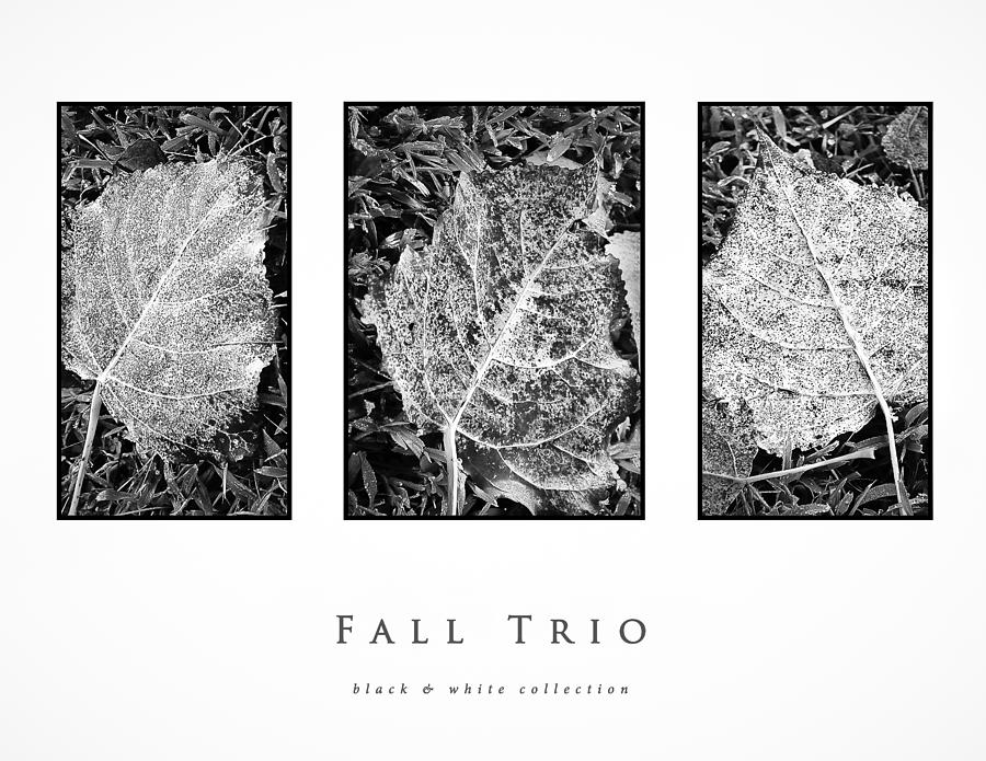 Fall Trio black and white collection Photograph by Greg Jackson