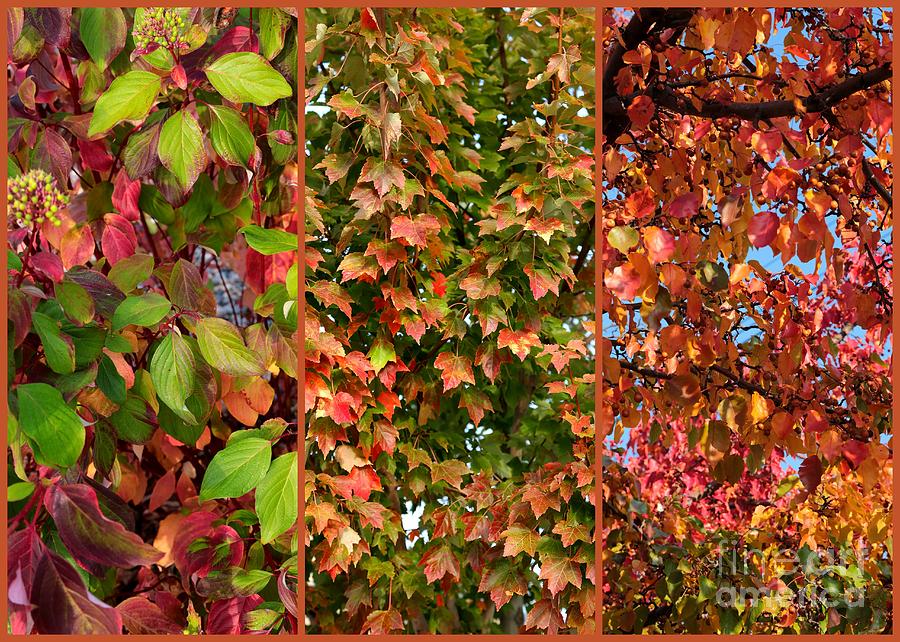 Fall Trio Collage Photograph by Carol Groenen