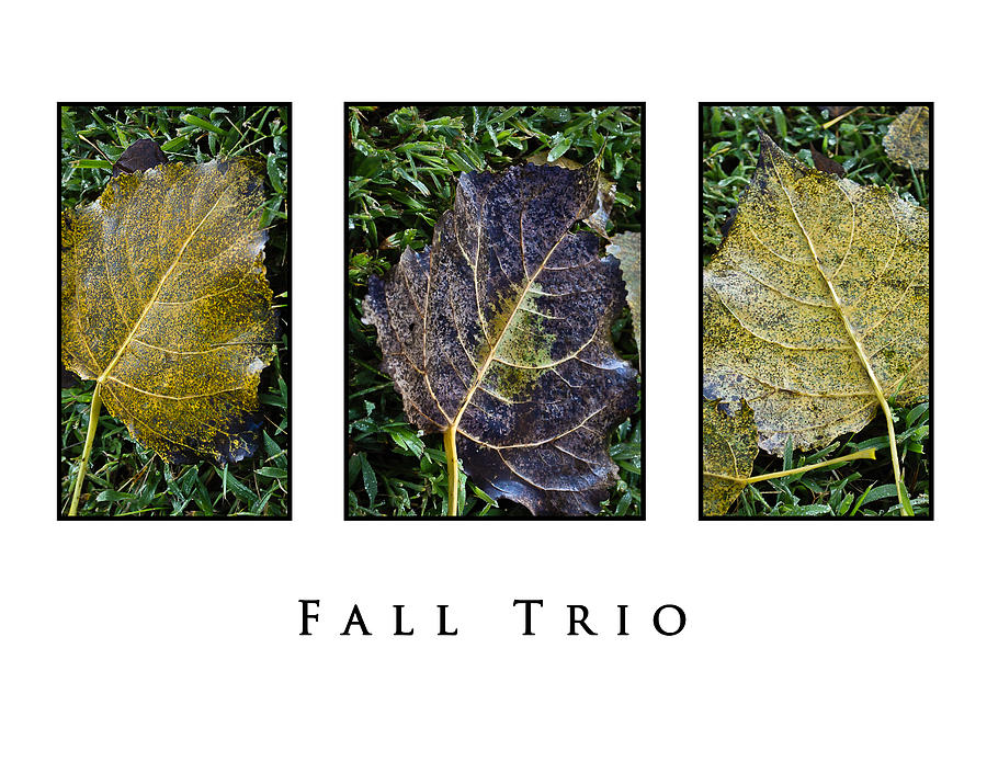Fall Trio Edition No. 1 Photograph by Greg Jackson