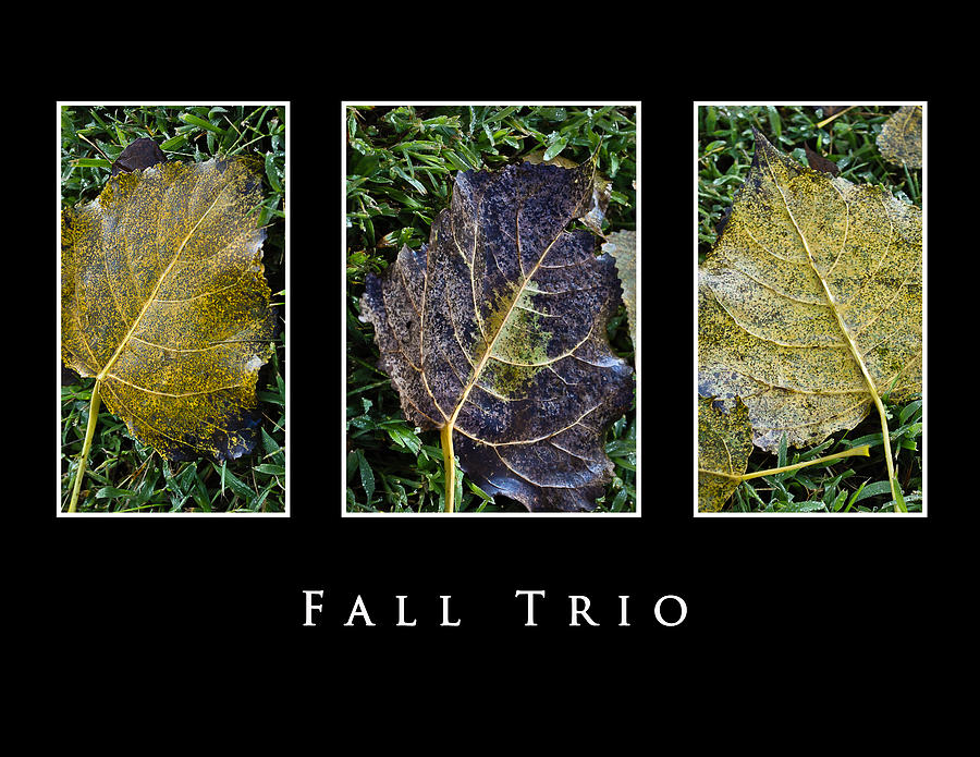 Fall Trio Edition No. 2 Photograph by Greg Jackson