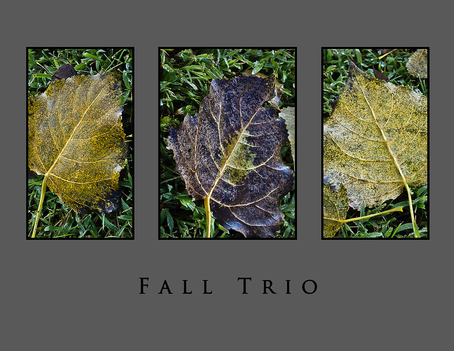 Fall Trio Edition No. 3 Photograph by Greg Jackson